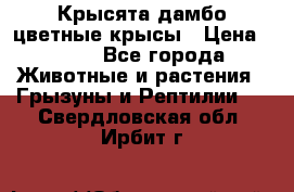 Крысята дамбо цветные крысы › Цена ­ 250 - Все города Животные и растения » Грызуны и Рептилии   . Свердловская обл.,Ирбит г.